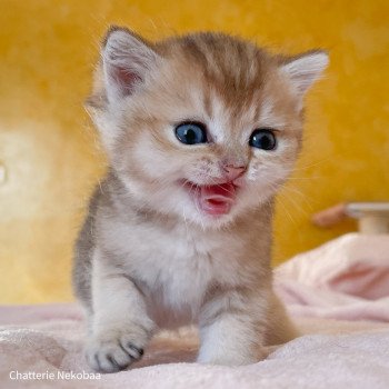 chaton British Shorthair blue golden ticked tabby Akiko Chatterie Nekobaa