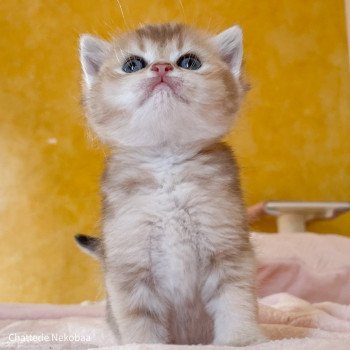 chaton British Shorthair blue golden ticked tabby Akiko Chatterie Nekobaa