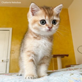 chaton British Shorthair brown (black golden) ticked tabby Akiko Chatterie Nekobaa