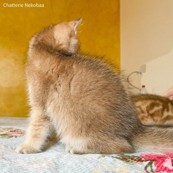 chaton British Shorthair brown (black golden) ticked tabby Akiko Chatterie Nekobaa