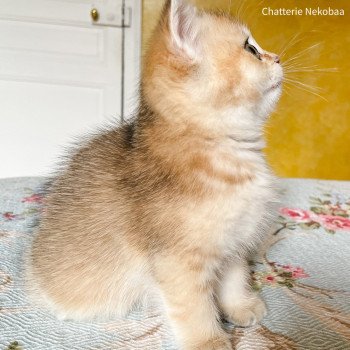 chaton British Shorthair brown (black golden) ticked tabby Akiko Chatterie Nekobaa