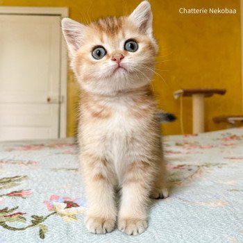 chaton British Shorthair brown (black golden) ticked tabby Akiko Chatterie Nekobaa