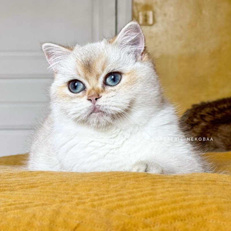 Yakira Femelle British Shorthair