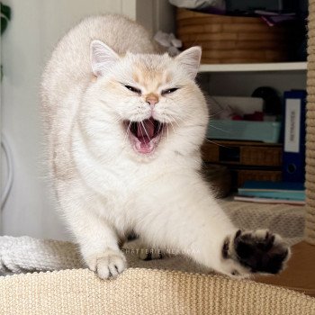 chat British Shorthair seal golden shaded point Yakira Chatterie Nekobaa