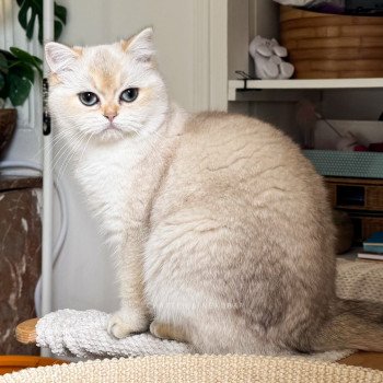 chat British Shorthair seal golden shaded point Yakira Chatterie Nekobaa