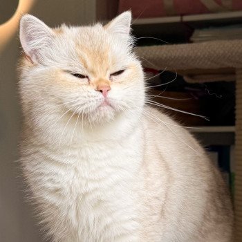 chat British Shorthair seal golden shaded point Yakira Chatterie Nekobaa