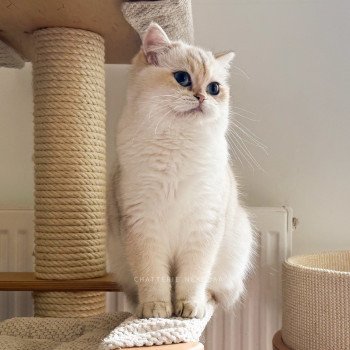 Yakira Femelle British Shorthair