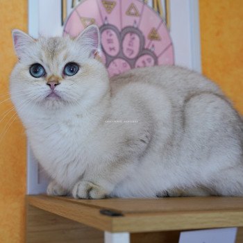 chat British Shorthair seal golden shaded point Yakira Chatterie Nekobaa chat British Shorthair seal golden shaded point Yakira Chatterie Nekobaa