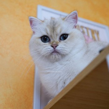 chat British Shorthair seal golden shaded point Yakira Chatterie Nekobaa chat British Shorthair seal golden shaded point Yakira Chatterie Nekobaa