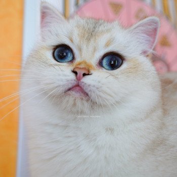 chat British Shorthair seal golden shaded point Yakira Chatterie Nekobaa chat British Shorthair seal golden shaded point Yakira Chatterie Nekobaa