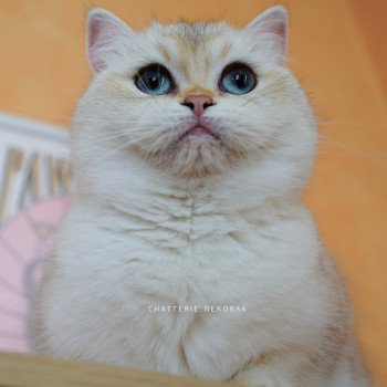 Yakira Femelle British Shorthair