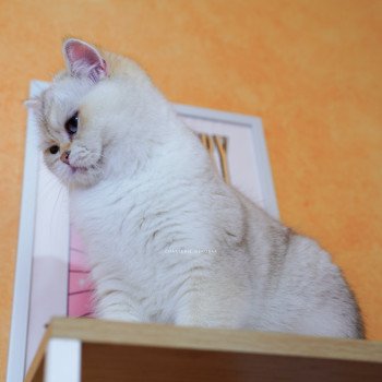 chat British Shorthair seal golden shaded point Yakira Chatterie Nekobaa chat British Shorthair seal golden shaded point Yakira Chatterie Nekobaa