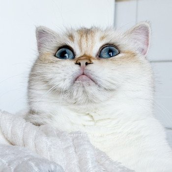 chat British Shorthair seal golden shaded point Kiki Chatterie Nekobaa