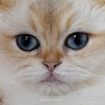 chat British Shorthair seal golden shaded point Kiki Chatterie Nekobaa