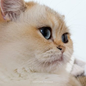 chat British Shorthair seal golden shaded point Kiki Chatterie Nekobaa