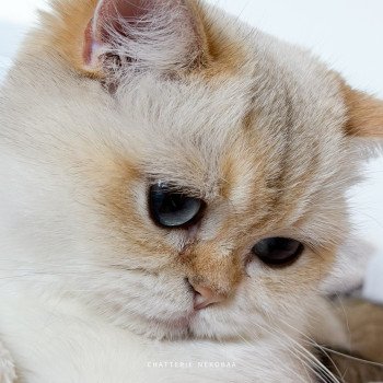 chat British Shorthair seal golden shaded point Kiki Chatterie Nekobaa