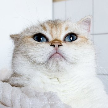 chat British Shorthair seal golden shaded point Kiki Chatterie Nekobaa
