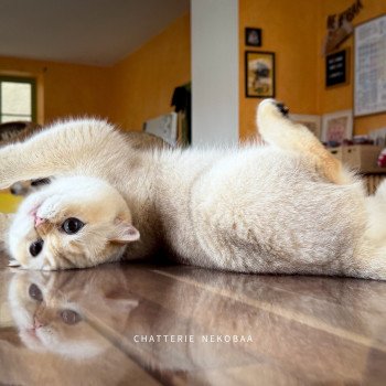 chat British Shorthair seal golden shaded point Kiki Chatterie Nekobaa