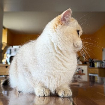 chat British Shorthair seal golden shaded point Kiki Chatterie Nekobaa