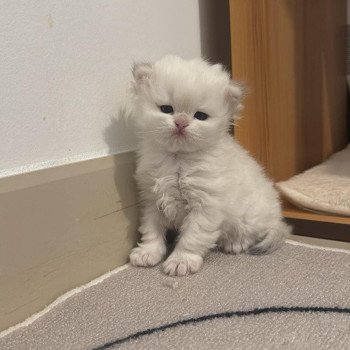 chat British Longhair seal golden shell point Angelo Chatterie Nekobaa chat British Longhair seal golden shell point Angelo Chatterie Nekobaa