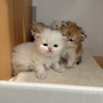 chat British Longhair seal golden shell point Angelo Chatterie Nekobaa chat British Longhair seal golden shell point Angelo Chatterie Nekobaa