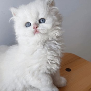chat British Longhair seal golden shell point Angelo Chatterie Nekobaa chat British Longhair seal golden shell point Angelo Chatterie Nekobaa