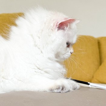 chat British Longhair seal golden shell point Angelo Chatterie Nekobaa chat British Longhair seal golden shell point Angelo Chatterie Nekobaa