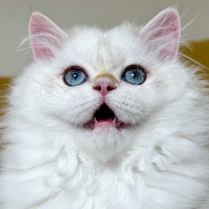 Angelo Mâle British Longhair Angelo Mâle British Longhair