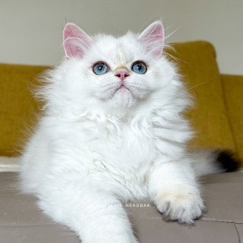 chat British Longhair seal golden shell point Angelo Chatterie Nekobaa chat British Longhair seal golden shell point Angelo Chatterie Nekobaa
