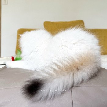 chat British Longhair seal golden shell point Angelo Chatterie Nekobaa chat British Longhair seal golden shell point Angelo Chatterie Nekobaa
