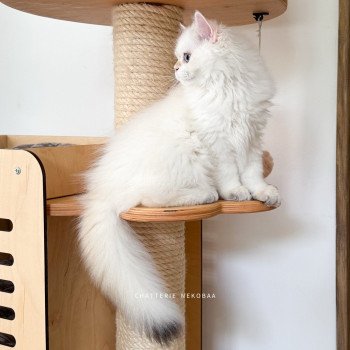 chat British Longhair seal golden shell point Angelo Chatterie Nekobaa chat British Longhair seal golden shell point Angelo Chatterie Nekobaa