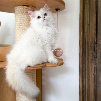 chat British Longhair seal golden shell point Angelo Chatterie Nekobaa chat British Longhair seal golden shell point Angelo Chatterie Nekobaa