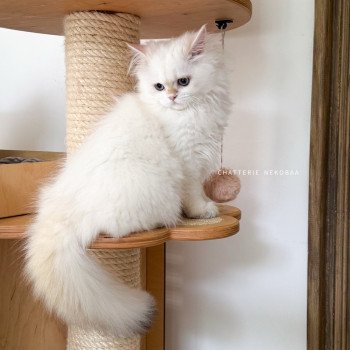chat British Longhair seal golden shell point Angelo Chatterie Nekobaa chat British Longhair seal golden shell point Angelo Chatterie Nekobaa
