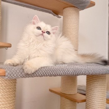 chat British Longhair seal golden shell point Angelo Chatterie Nekobaa chat British Longhair seal golden shell point Angelo Chatterie Nekobaa