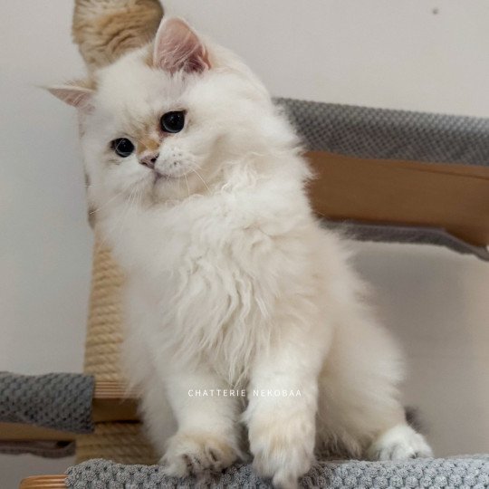 Angelo Mâle British Longhair