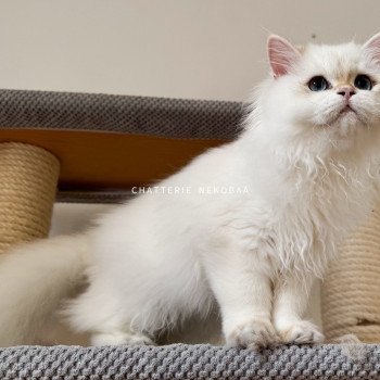 chat British Longhair seal golden shell point Angelo Chatterie Nekobaa chat British Longhair seal golden shell point Angelo Chatterie Nekobaa