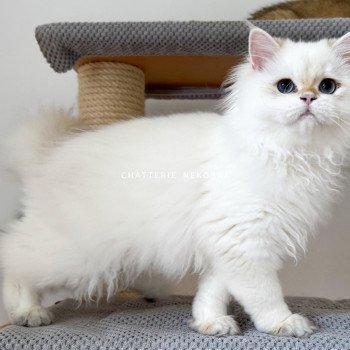 chat British Longhair seal golden shell point Angelo Chatterie Nekobaa chat British Longhair seal golden shell point Angelo Chatterie Nekobaa