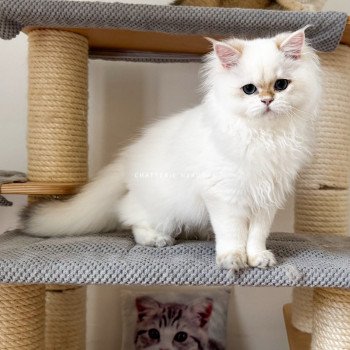 chat British Longhair seal golden shell point Angelo Chatterie Nekobaa chat British Longhair seal golden shell point Angelo Chatterie Nekobaa