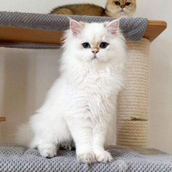chat British Longhair seal golden shell point Angelo Chatterie Nekobaa chat British Longhair seal golden shell point Angelo Chatterie Nekobaa
