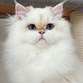 chat British Longhair seal golden shell point Angelo Chatterie Nekobaa chat British Longhair seal golden shell point Angelo Chatterie Nekobaa