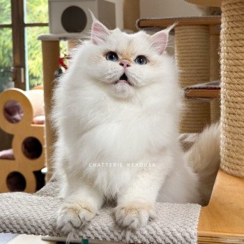 chat British Longhair seal golden shell point Angelo Chatterie Nekobaa chat British Longhair seal golden shell point Angelo Chatterie Nekobaa