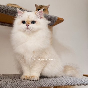 chat British Longhair seal golden shell point Angelo Chatterie Nekobaa chat British Longhair seal golden shell point Angelo Chatterie Nekobaa