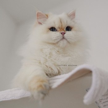 chat British Longhair seal golden shell point Angelo Chatterie Nekobaa chat British Longhair seal golden shell point Angelo Chatterie Nekobaa