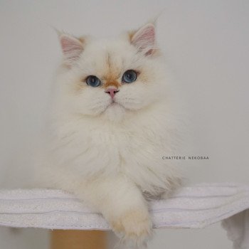 chat British Longhair seal golden shell point Angelo Chatterie Nekobaa chat British Longhair seal golden shell point Angelo Chatterie Nekobaa