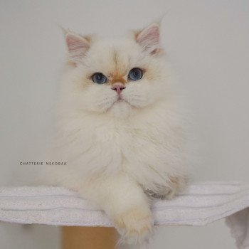 chat British Longhair seal golden shell point Angelo Chatterie Nekobaa chat British Longhair seal golden shell point Angelo Chatterie Nekobaa