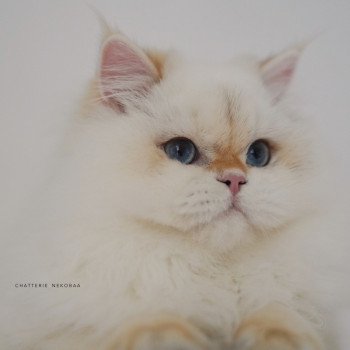 chat British Longhair seal golden shell point Angelo Chatterie Nekobaa chat British Longhair seal golden shell point Angelo Chatterie Nekobaa