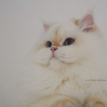 chat British Longhair seal golden shell point Angelo Chatterie Nekobaa chat British Longhair seal golden shell point Angelo Chatterie Nekobaa