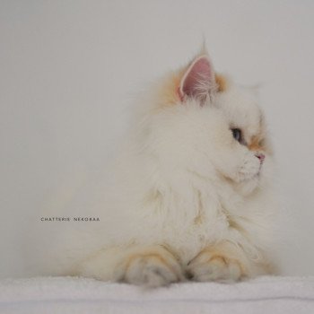 chat British Longhair seal golden shell point Angelo Chatterie Nekobaa chat British Longhair seal golden shell point Angelo Chatterie Nekobaa
