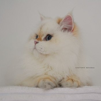 chat British Longhair seal golden shell point Angelo Chatterie Nekobaa chat British Longhair seal golden shell point Angelo Chatterie Nekobaa