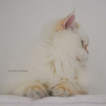 chat British Longhair seal golden shell point Angelo Chatterie Nekobaa chat British Longhair seal golden shell point Angelo Chatterie Nekobaa